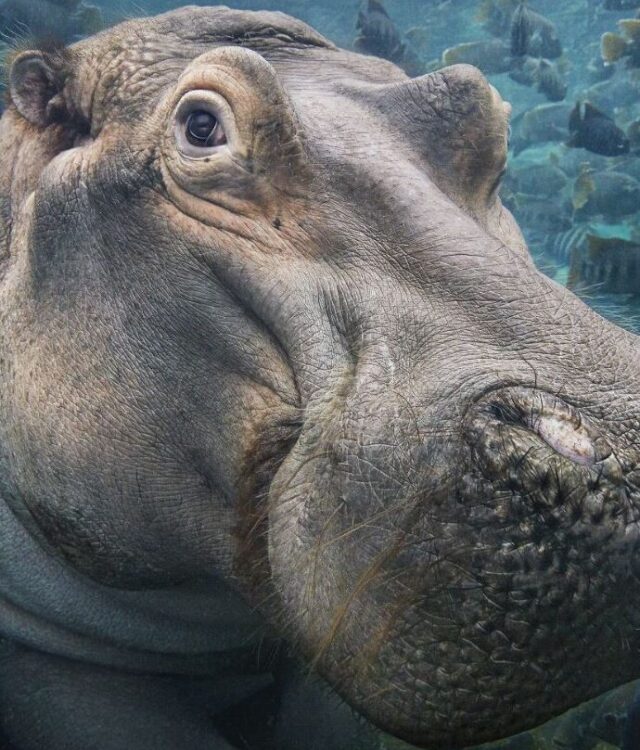 Hippo featured