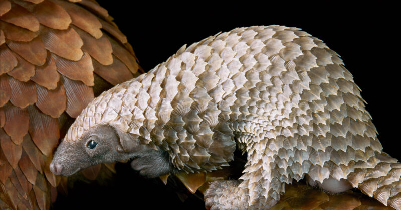 February Edition White Bellied Pangolin Project Broncolor