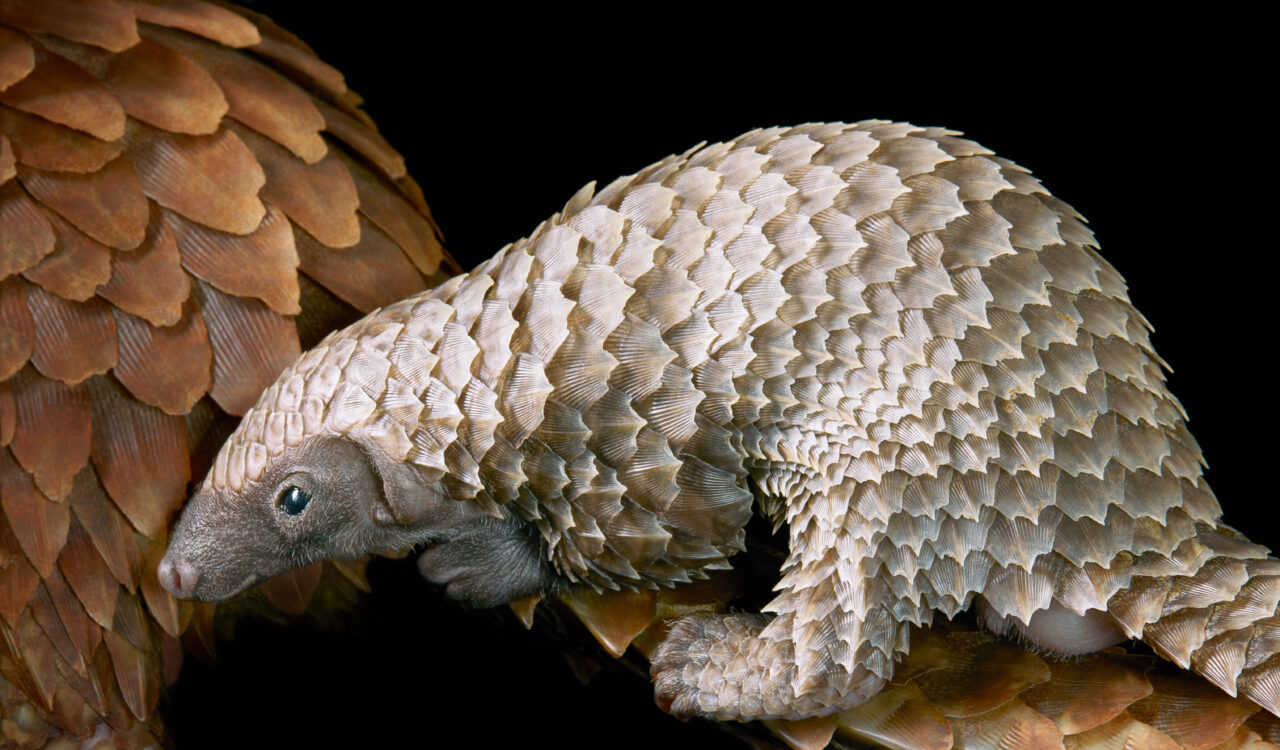 Pangolin featured