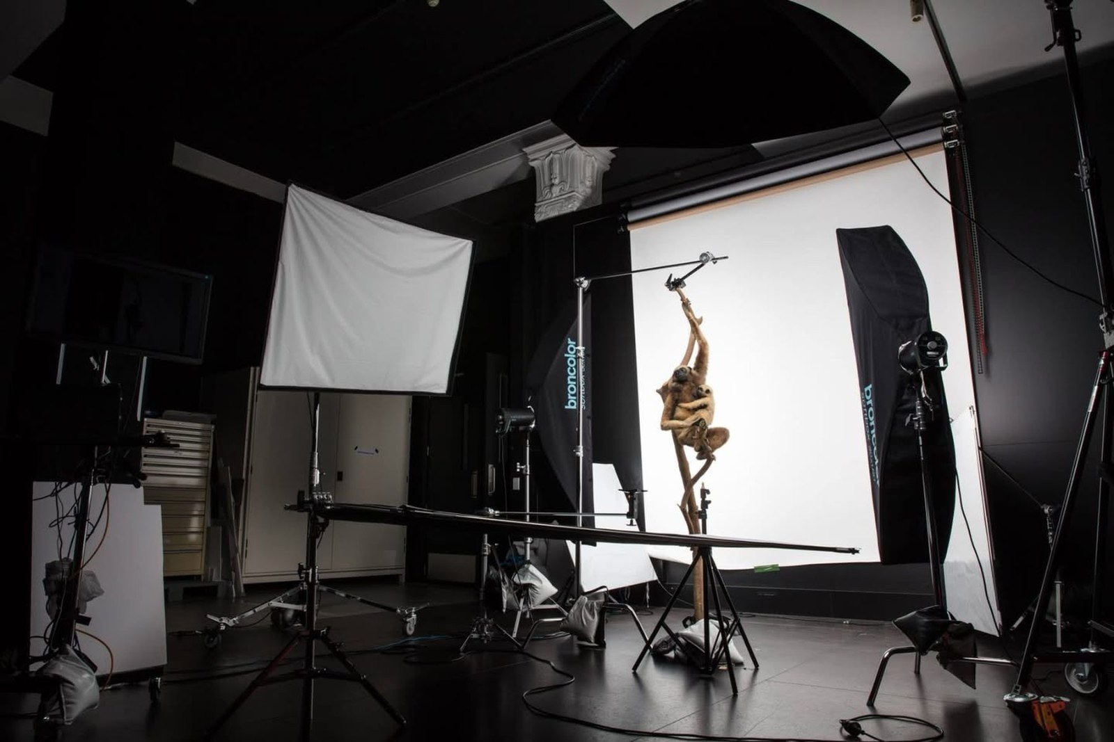 Museum specimen photography in an in-house studio